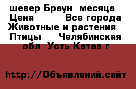 шевер Браун 2месяца › Цена ­ 200 - Все города Животные и растения » Птицы   . Челябинская обл.,Усть-Катав г.